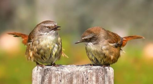 white-browed scrubwren ⓒ데일리포스트=이미지 제공/Wikipedia 