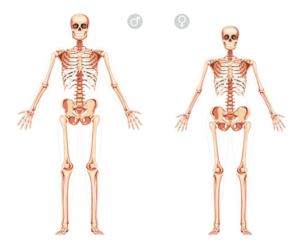 왼쪽의 남성 골격과 오른쪽의 여성 골격은 평균적으로 여러 가지 차이를 보인다. 예를 들어, 남성에게서 더 긴 치골이 흔히 관찰된다. ⓒ데일리포스트=이미지 제공/Katya Golovchyn via Alamy