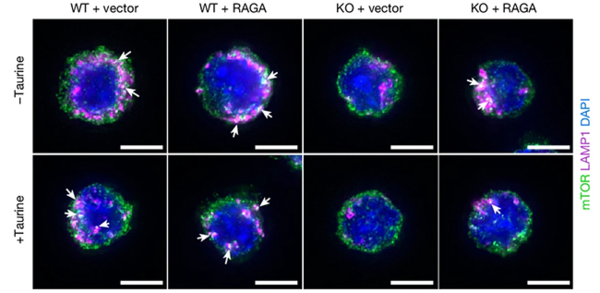 ⓒ데일리포스트=이미지 제공/Nature