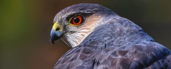 ⓒ데일리포스트=이미지 제공/Flickr