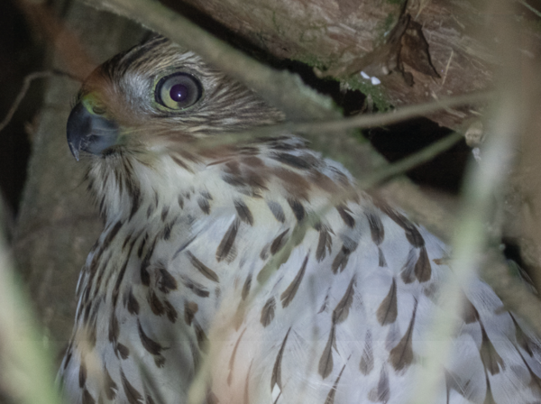 쿠퍼매가 매복 중인 모습 ⓒ데일리포스트=이미지 제공/Vladimir Dinets