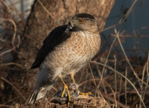 집참새를 사냥한 모습  ⓒ데일리포스트=이미지 제공/Vladimir Dinets