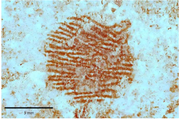 붉은 점에서 검출된 지문의 다중 분광 이미지 ⓒ데일리포스트=이미지 제공/Journal of Archaeological and Anthropological Sciences