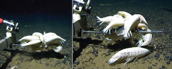 ⓒ데일리포스트=이미지 제공/Royal Society Open Science