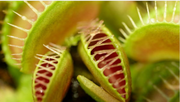 파리지옥(학명: Dionaea muscipula) ⓒ데일리포스트=이미지 제공/Wikimedia Commons