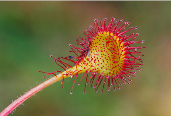 끈끈이주걱(학명: Drosera) ⓒ데일리포스트=이미지 제공/Wikimedia Commons