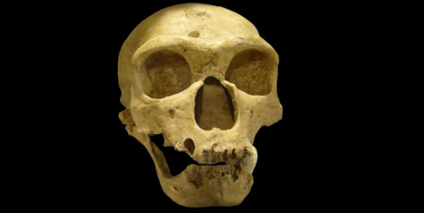 1908년 프랑스에서 발견된 네안데르탈인 두개골 ⓒ데일리포스트=이미지 제공/Wikimedia Commons