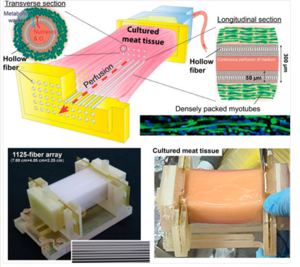ⓒ데일리포스트=이미지 제공/Trends in Biotechnology