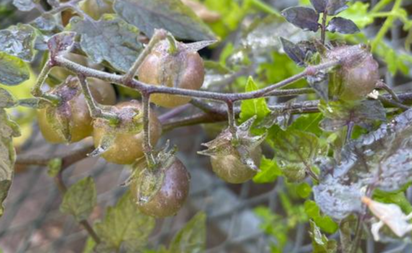 갈라파고스에서 '역진화'한 야생 토마토 ⓒ데일리포스트=이미지 제공/Adam Jozwiak( 美UCR연구팀)