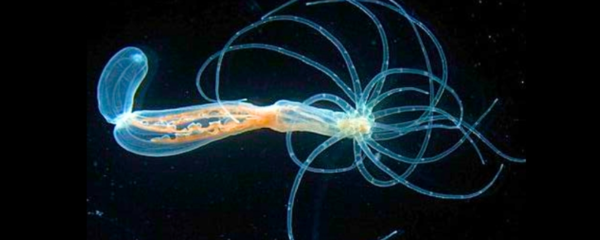 별말미잘(Nematostella vectensis)의 모습 ⓒ데일리포스트=이미지 제공/오스트리아 빈 대학 연구팀