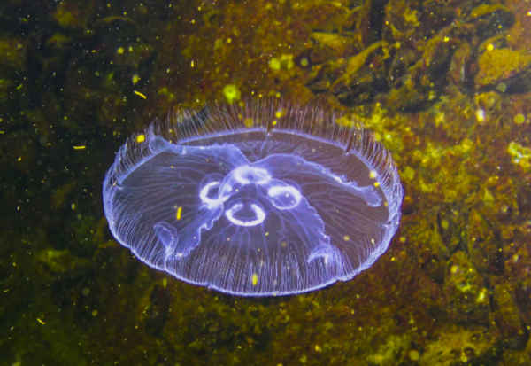 달해파리(Aurelia)는 방사형 대칭이다. ⓒ데일리포스트=이미지 제공/Whitney Lab for Marine Bioscience