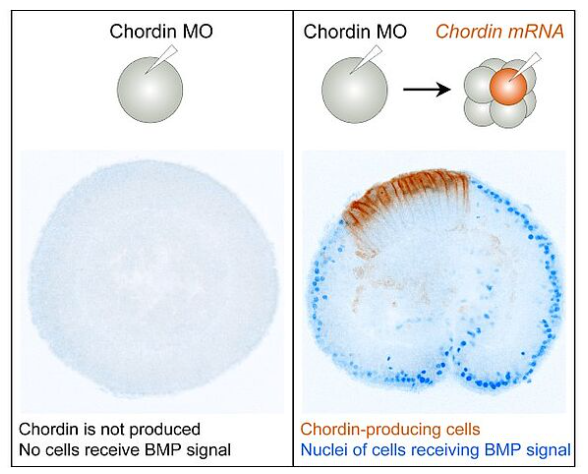 ⓒ데일리포스트=이미지 제공/오스트리아 빈 대학 연구팀
