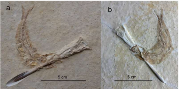 쥐라기 시대, 오징어(벨렘나이트)를 삼키려다 기도에 걸려 질식사한 물고기 화석 ⓒ데일리포스트=이미지 제공/Scientific Reports