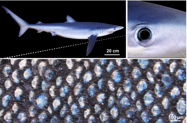 푸른 상어 피부를 확대한 사진. 피부의 색깔을 결정하는 진피 돌기가 보인다. ⓒ데일리포스트=이미지 제공/Viktoriia Kamska
