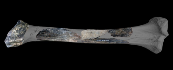 ⓒ데일리포스트=이미지 제공/Scientific Reports