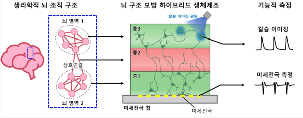 뇌구조 모방 신경 네트워크 모델 구축과 기능적 측정 기술이 통합된 플랫폼. ⓒ데일리포스트=이미지 제공/KAIST
