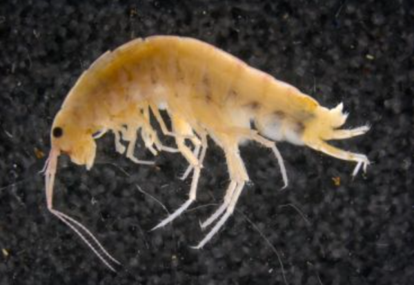 사이클롭스 산맥의 흙과 나무 위에서 발견된 신종 육상 새우 ⓒ데일리포스트=이미지 제공/Expedition Cyclops.