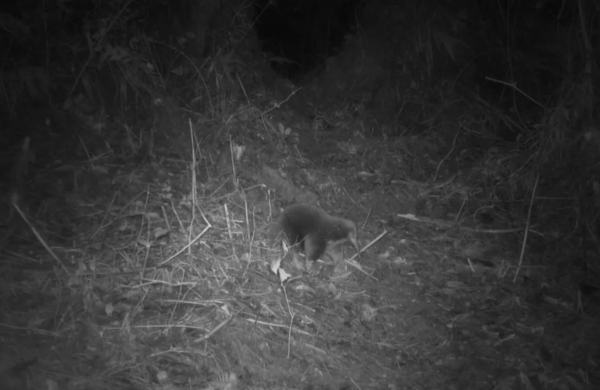 카메라 트랩에 포착된 애튼버러 바늘두더지 ⓒ데일리포스트=이미지 제공/Expedition Cyclops.