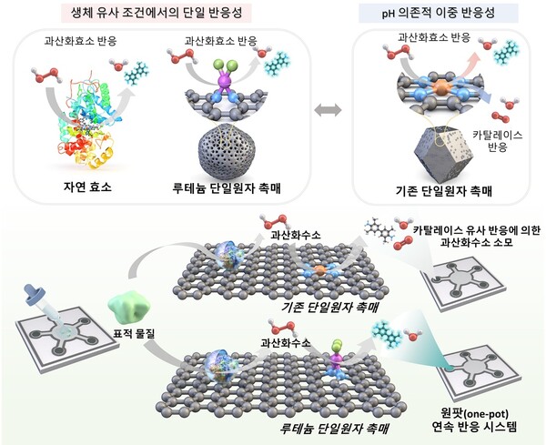 산화효소 선택적 반응 및 바이오마커 검출 모식도 ⓒ데일리포스트=이미지 제공/KAIST