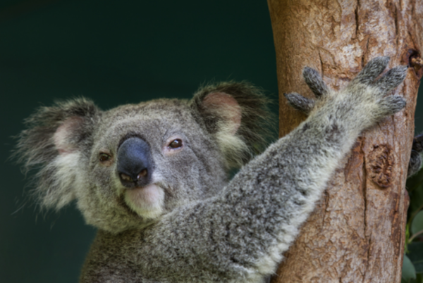 ⓒ데일리포스트=이미지 제공/Flickr