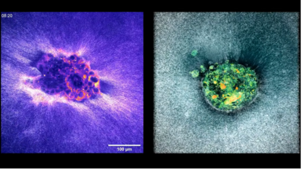 인공 자궁에서 촬영된 인간 배아 착상 과정 ⓒ데일리포스트=이미지 제공/IBEC 