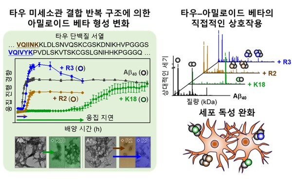 타우 미세소관 결합 영역과 상호작용에 의한 아밀로이드 베타의 병리학적 특성 변화. ⓒ데일리포스트=이미지 제공/KAIST
