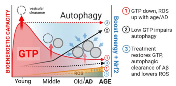 GTP는 세포의 에너지 분자 중 하나로, 자가포식(autophagy) 과정과 밀접하게 연결돼 있다.  ⓒ데일리포스트=이미지 제공/Geroscience
