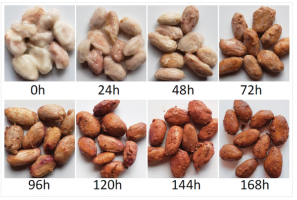 ⓒ데일리포스트=이미지 제공/Nature Microbiology