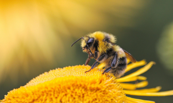 ⓒ데일리포스트=이미지 제공/Pixabay