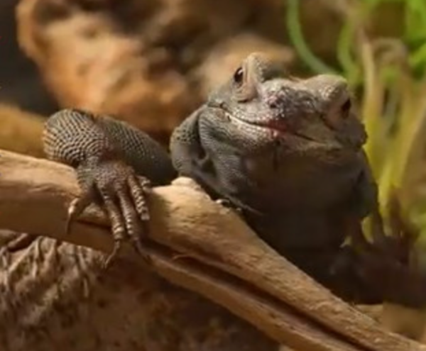  ⓒ데일리포스트=이미지 제공/Museum of Science 유튜브 캡처 