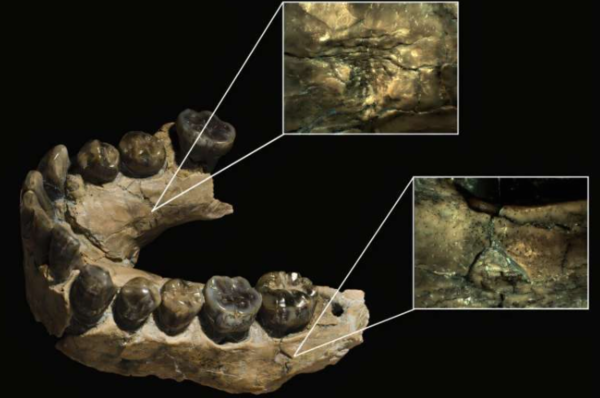 호모 하빌리스(OH 7) 아래턱뼈, 두 개의 치흔이 관찰되어 확대 촬영됨 ⓒ데일리포스트=이미지 제공/Annals of the New York Academy of Sciences