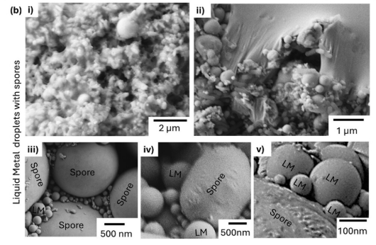 세균 포자가 액체 금속 입자와 결합해 전도 경로를 형성하는 모습을 전자현미경(SEM)으로 관찰한 결과. ⓒ데일리포스트=이미지 제공/Advanced Functional Materials