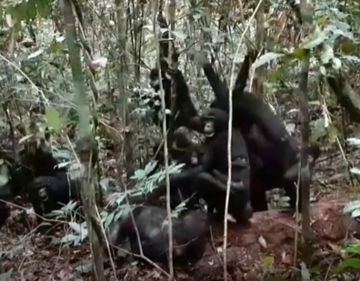 연구팀은 암컷들이 휴고를 공격한 이유가 그가 새끼를 해치려 했기 때문일 것으로 추정하고 있다. ⓒ데일리포스트=이미지 제공/Max Planck Institute of Animal Behavior