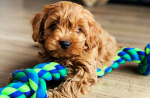 왜 반려견은 장난감과 간식을 자꾸 숨길까? - 뉴스 썸네일 이미지