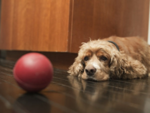 노령견 치매, 생각보다 흔하다...놓치기 쉬운 초기 신호는 - 뉴스 썸네일 이미지